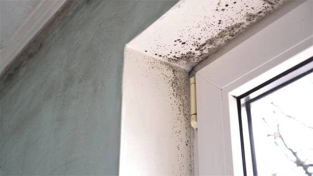 Best Attic Mold Removal  in West Monroe, MI