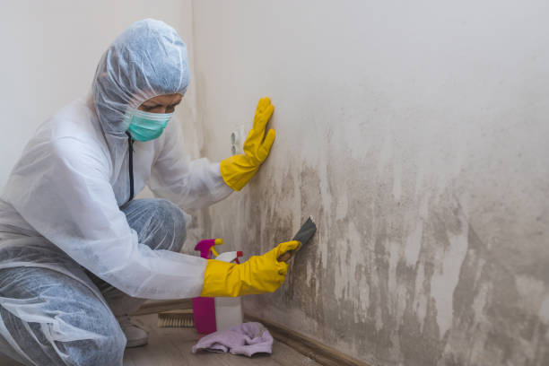 Best Mold Removal Near Me  in West Monroe, MI