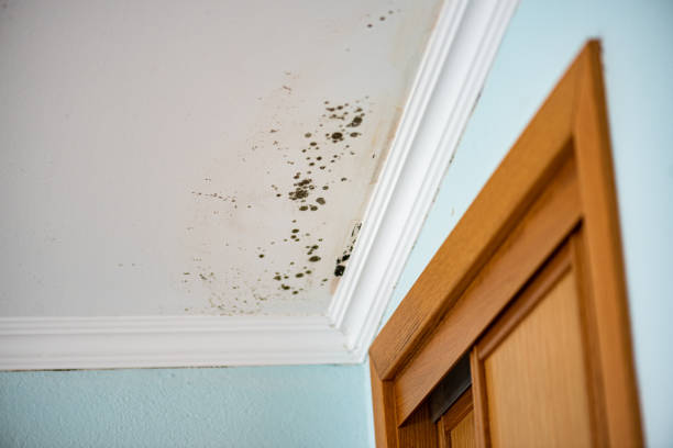 Best Mold Remediation  in West Monroe, MI