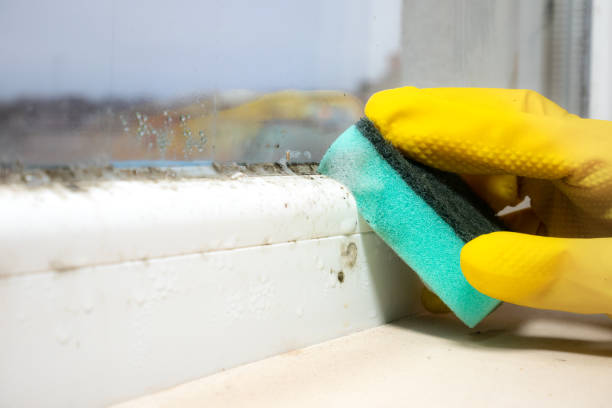 Best Mold Damage Repair  in West Monroe, MI