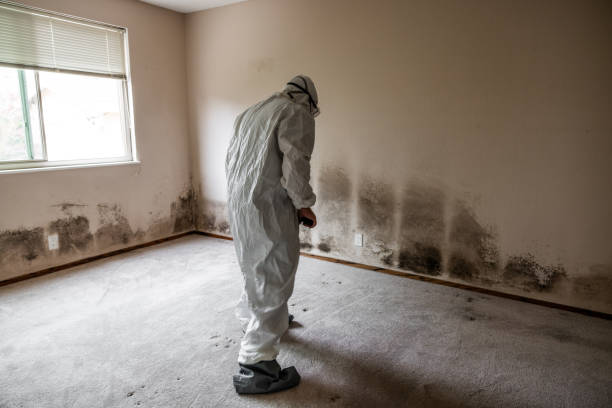 Best Mold Removal Process  in West Monroe, MI