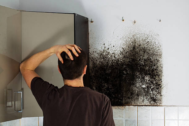 Professional Mold Removal in West Monroe, MI