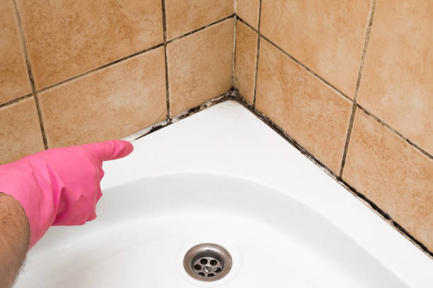 Best Mold Removal Company Near Me  in West Monroe, MI